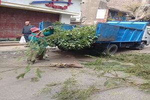 تقليم أشجار شارع عبد العزيز جاويش