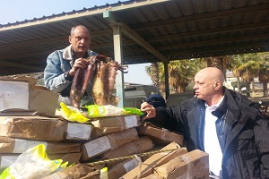 مديرية الطب البيطري: ضبط 931.5 كجم من الأسماك الفاسدة