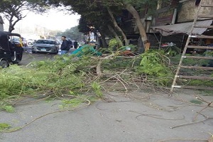 تقليم أشجار ميدان عبود