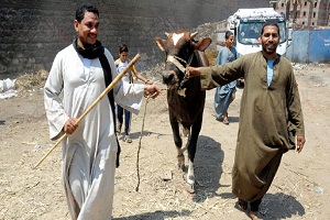 فتح المجازر لذبح الأضاحى مجانا وتخفيض أسعار اللحوم وإحكام الرقابة على الأسواق 