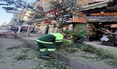 تقليم أشجار شارع الجيش
