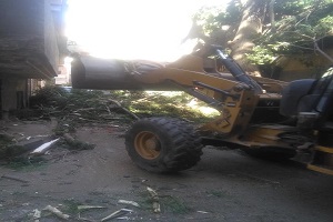  أعمال تقليم شجرة عملاقة تسبب خطورة داهمة على العقارات