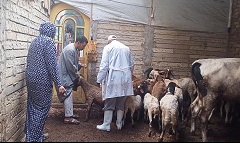 انطلاق حملة تحصين الماشية ضد الحمى القلاعية والوادى المتصدع