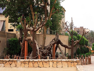 شجرة العذراء مريم
