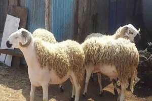 الأوقاف تستعد مبكرا لـصكوك الأضاحى