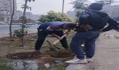 زراعة ١٠٠ شجرة بونسيانا بشارع التروللي