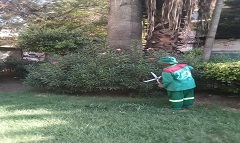 تقليم الأشجار بحديقة قنطرة الدكة وأمام مبنى رئاسة الحي