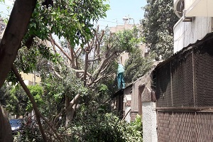 صيانة وتطوير المسطحات الخضراء بالحي