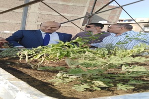 البدء بزراعة الأسطح