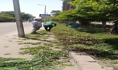 رفع كفاءة المسطحات الخضراء ببعض شوارع الحي