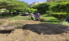 الاهتمام بالمسطحات الخضراء بشوارع وميادين الحي