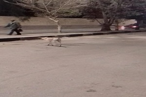 شن حملات للقضاء على الكلاب الضالة بحي طره