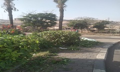 تقليم الأشجار بحديقة باب الوزير 