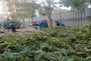 تقليم الأشجار بشارع حبيب شلبي