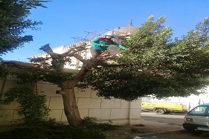 تقليم الأشجار بشارع مصطفى عبد الرازق