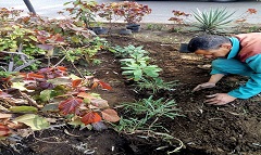 زيادة المزروعات بمثلث كوبري النهضة وشارع القنال