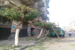 تقليم أشجار شارع صبري أبو علم