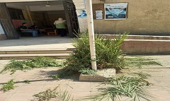 قص وتهذيب اشجار المدارس استعداداً للعام الدراسي الجديد