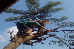  تقليم وتهذيب الأشجار بالأحياء