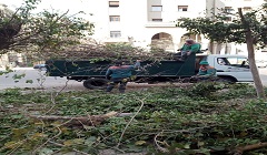 تهذيب وتجميل الأشجار بشارع رمسيس