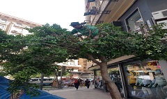 قص وتقليم الأشجار بنطاق الحي