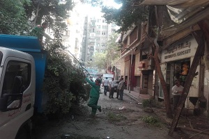 تقليم الأشجار بمنطقة وسط البلد