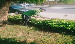 رفع كفاءة المسطحات الخضراء بنطاق الحى