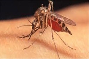 "الصحة" تكشف عن خطة مكافحة نواقل الأمراض وخفض كثافة الذبابة المنزلية