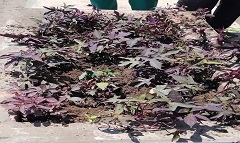 إزالة أعمال مخالفة بشارع كامل صدقي