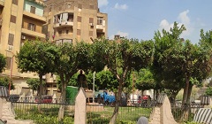 تقليم الأشجار بميدان بركة الرطل