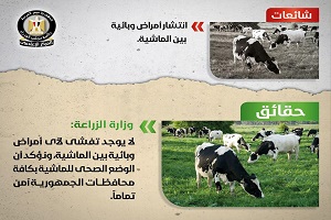 حقيقة إنتشار أمراض وبائية بين الماشية