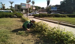 رفع كفاءة المسطحات الخضراء بالحي