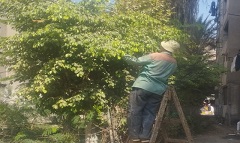 قص وتهذيب شجرة بشارع الشهيد 