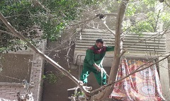 قص وتهذيب الأشجار بشارع لويس جرجس بعزبة النخل