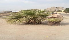 زيادة المساحات الخضراء بشوارع وميادين الحي