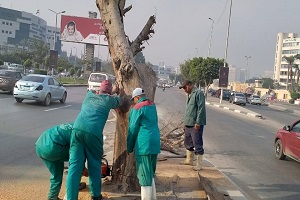إزالة الاشجار الجافة بشارع صلاح سالم