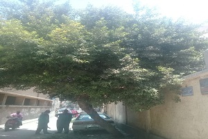 تقليم الأشجار بشارع البكرية