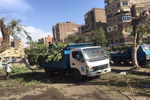 قص وتقليم الأشجار بشارع بورسعيد