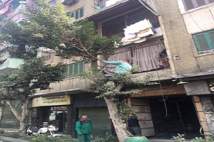 قص الأشجار بشوارع الحي