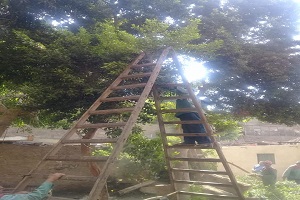 تقليم أشجار شارع المدبح
