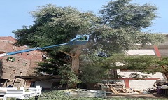 حملة لتهذيب وتقليم الأشجار ببعض شوارع الحي