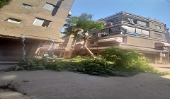 تقليم الأشجار بشارع بورسعيد