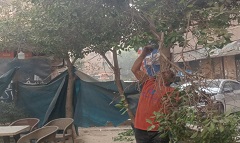 قص وتهذيب الأشجار بمنطقة السيراميك