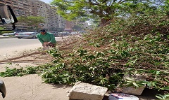 تطوير الحدائق وتجميل وتشجير بعض شوارع الحي
