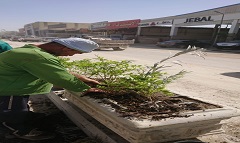 تشجير وزراعة أحواض بمدخل شق الثعبان