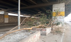 إزالة الأشجار التي تمثل خطورة على المواطنين بنطاق الحي