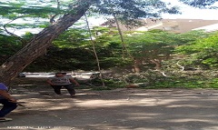 إزالة أربعة أشجار كافور في شارع مكة بالحي