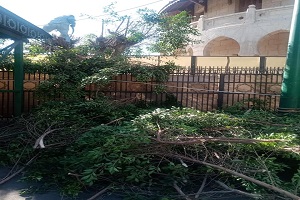 تقليم الأشجار بميدان المشهد الحسيني