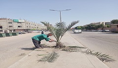 متابعة أعمال تقليم وتهذيب الأشجار بنطاق الحي  