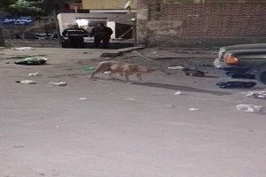حملة للقضاء على الكلاب الضالة بإحدى شوارع حي طره